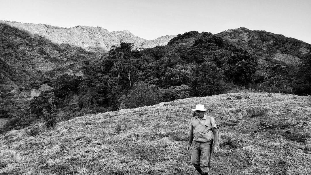 Allan/Senel Campos - La Toboba Jocotes