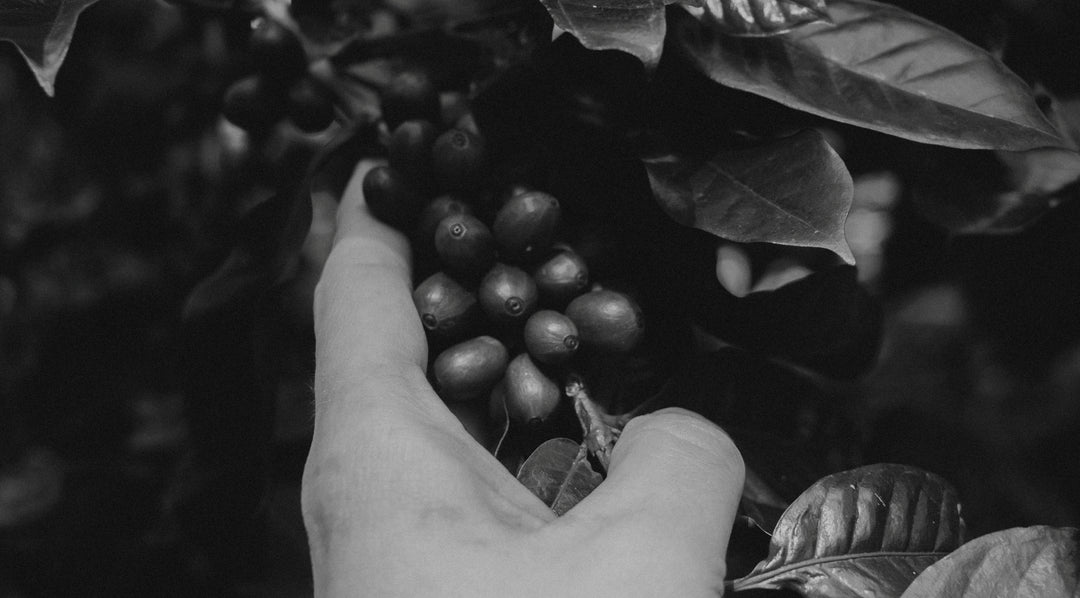 Elias Roa - Finca Tamana