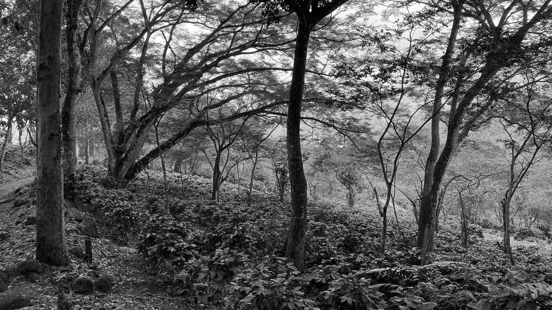 Guatemala - Familia Doando