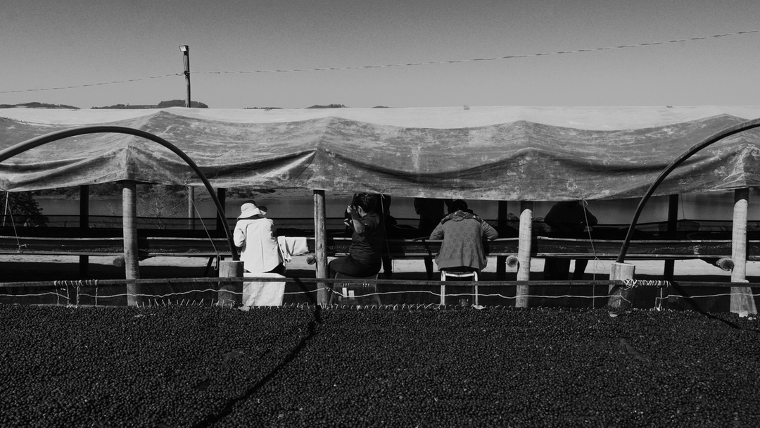Brazil - Fazenda Um
